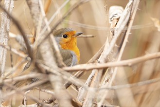 Robin bird sitting in the reed, wildlife animal and nature, spring season