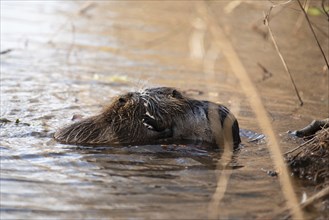 Nutria, coypu herbivorous, semiaquatic rodent member of the family Myocastoridae on the riverbed,