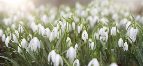 Snowdrop flowers blooming in winter and spring, sunlight shinning through the blossoms and leaves,
