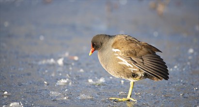 Common gallinule, Gallinula galeata moorhen waddle over frozen and snow covered pond in winter,
