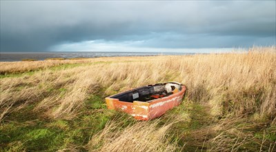 Old wooden boat in the reed next to the north sea on the Island Romo in Denmark, stormy weather in