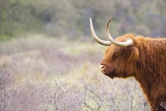 Scottish highland cattle, cow in the countryside, bull with horns on a pasture, ginger shaggy coat