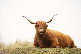 Scottish highland cattle, cow in the countryside, bull with horns on a pasture, ginger shaggy coat