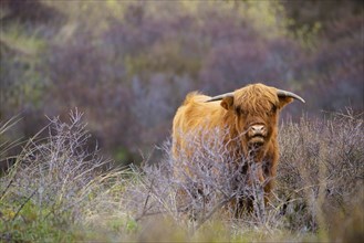 Scottish highland cattle, cow in the countryside, bull with horns on a pasture, ginger shaggy coat