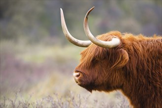 Scottish highland cattle, cow in the countryside, bull with horns on a pasture, ginger shaggy coat