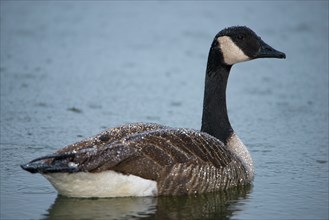 Canada goose, Branta canadensis swimming on a pond, birds in the rain
