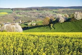 Landscape with yellow blooming raps field, agriculture in spring, countryside in Germany,