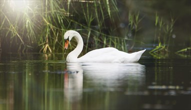 White swan is swimming at sunset, sunbeams and reflection, water birds, wildlife animals at the