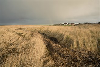 Path through the reed next to the north sea on the Island Romo in Denmark, stormy weather in winter