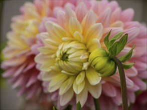 Yellow-pink chrysanthemum and bud in the foreground with a blurred background, Legden, münsterland,