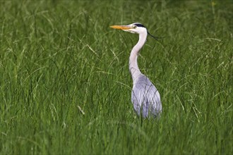 Grey heron (Ardea cinerea) standing in a meadow, Wedeler Elbmarsch, Wedel, Schleswig-Holstein,