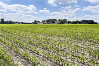 Field with plants of young corn (Zea mays) young maize plants growing on maize field, visible