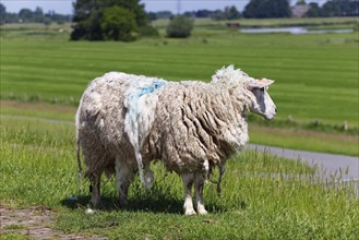 Domestic sheep (Ovis gmelini aries) on dyke in thick sheepskin in front of shearing, Wedeler