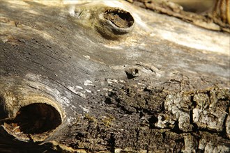 Close-up of weathered tree bark showcasing rough texture and earthy tones, background image