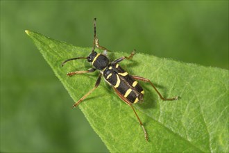 Common ram (Clytus arietis) sitting on a leaf, Baden-Württemberg, Germany, Europe