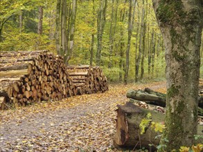 Pile of wood at the edge of a forest path, surrounded by autumn trees and foliage, gemen,