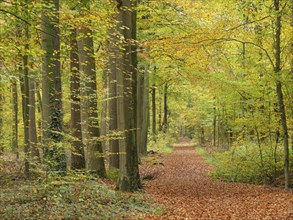 Peaceful forest path covered with autumn leaves, surrounded by tall trees, gemen, münsterland,