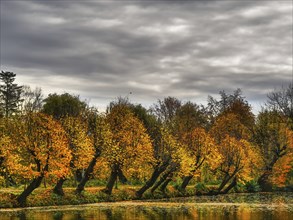 Gloomy autumn scene with a row of trees whose colourful leaves are reflected in the calm water and