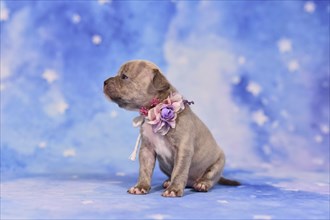 4 weeks purebred young Lilac Brindle French Bulldog puppy with healthy long nose and tail