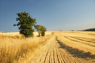 Field with cultivated barley Germany, harvest in the summer, agriculture for food, farmland on the