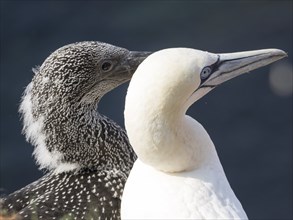 Close-up of two birds with contrasting plumage, black and white and close together, Heligoland,