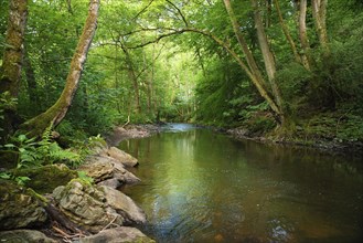 Stream in the forest in summer, landscape in Germany near Trier, river Ruwer in the Moselle Valley