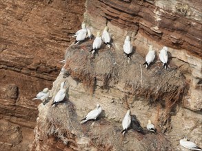 Several gulls nesting on rocks on the coast, Heligoland, North Sea, Germany, Europe