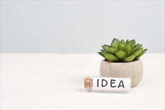 Cactus with the word idea standing on a bottle, gray background, minimalistic desk, brainstorming