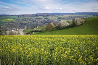 Landscape with yellow blooming raps field, agriculture in spring, countryside in Germany,