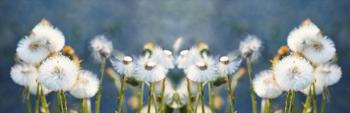 Dandelion blossoms in the spring and summer season, floral web banner, meadow with flowers, blue