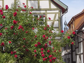 Red roses bloom in front of traditional half-timbered houses in a picturesque village, Detmold,