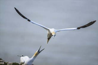 Northern Gannet, Morus bassanus, bird in fly, Bempton Cliffs, North Yorkshire, England, United