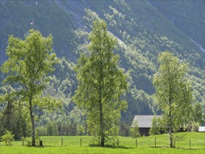 A green meadow with trees and mountains in the background, Eidfjord, Norway, Scandinavia, Europe