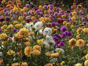 Flower field with a variety of colourful dahlias in pastel colours in full bloom, Legden,