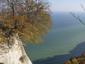 Cliff with a tree in autumn colours towering over the blue sea and offering a majestic view, Binz,