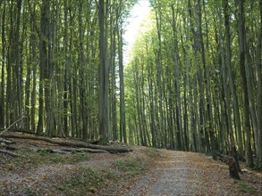 Forest path through dense trees and leafy paths creating an autumnal atmosphere, Binz, Rügen,