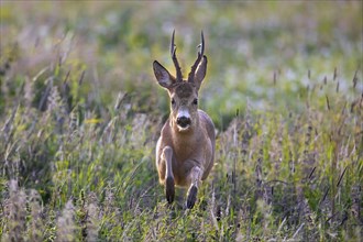 Fleeing European roe deer (Capreolus capreolus) buck, male running fast through grassland in summer