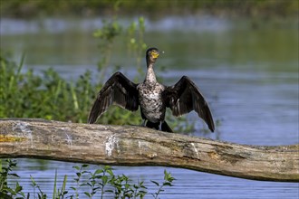 Great cormorant (Phalacrocorax carbo) juvenile perched on fallen tree trunk in pond and stretching