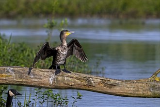Great cormorant (Phalacrocorax carbo) juvenile perched on fallen tree trunk in pond and stretching