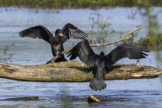 Two young great cormorants (Phalacrocorax carbo) landing on fallen tree trunk in pond and