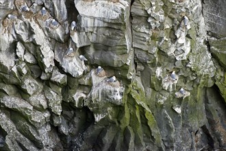 Seabird breeding colony of black-legged kittiwakes (Rissa tridactyla) nesting on rock ledges in sea