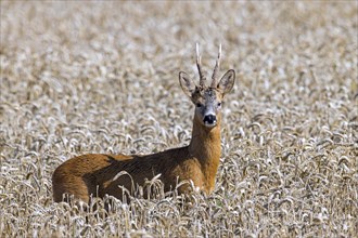 European roe deer (Capreolus capreolus) buck, male during the rut in wheat field, cornfield in