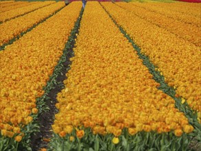 Field of flowers with rows of bright yellow tulip blossoms under the open sky, amsterdam, holland,