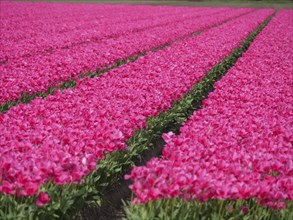 Long rows of pink tulips in a well-tended flower field, amsterdam, holland, netherlands