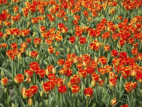 Red and orange tulips in dense groups with green flower stems, representing vibrant colours in