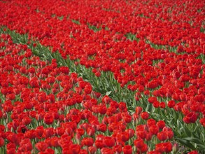 A wide field of flowers full of bright red tulip blossoms stretching to the horizon, amsterdam,
