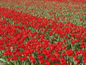 A wide field of tulips with masses of red flowers stretching to the horizon, amsterdam, holland,