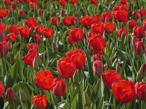 A close-up of bright red tulip blossoms in a flower field, amsterdam, holland, netherlands