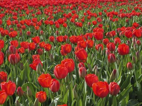 A large field of tulips with dense, bright red flowers and green stems, amsterdam, holland,