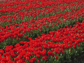 A large field full of bright red tulips, creating a springtime atmosphere, amsterdam, holland,